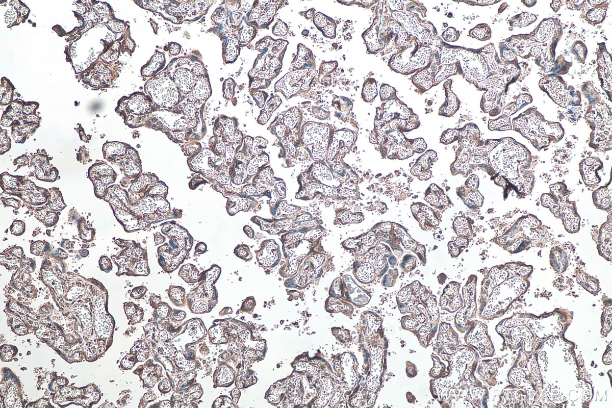 Immunohistochemical analysis of paraffin-embedded human placenta tissue slide using KHC0123 (SPARC IHC Kit).