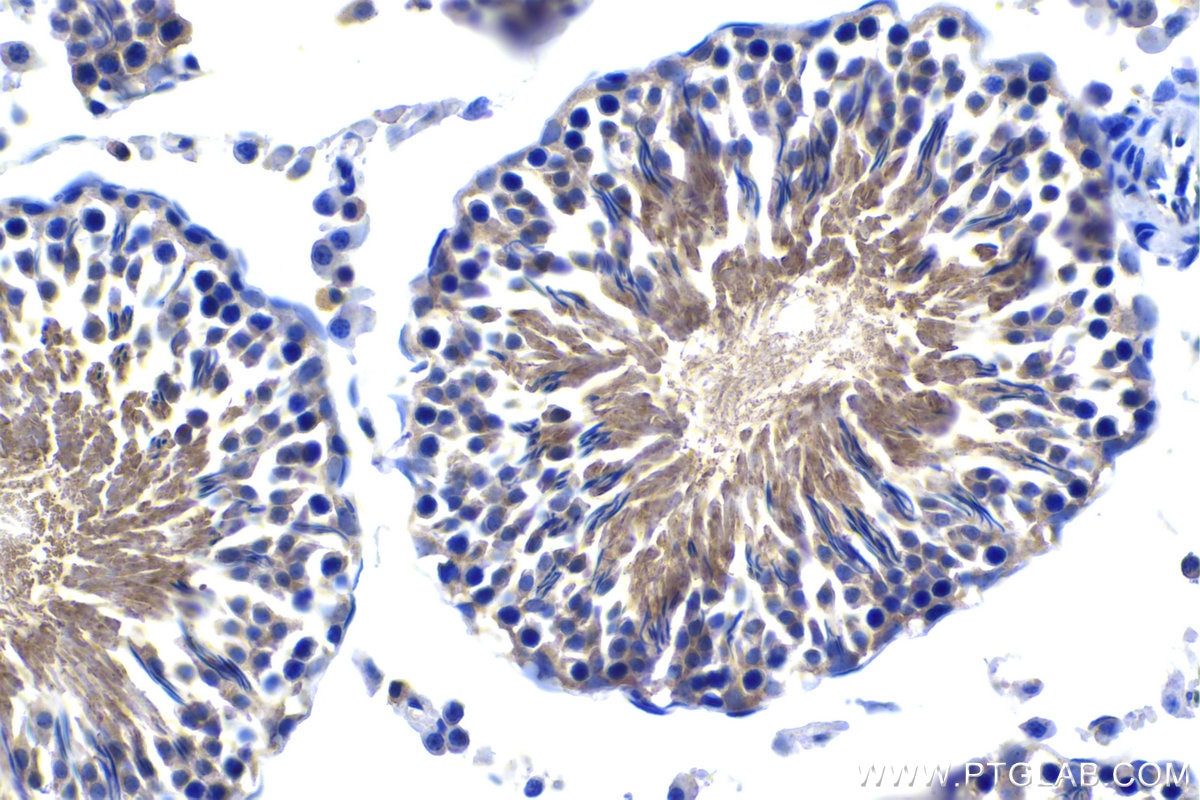 Immunohistochemical analysis of paraffin-embedded rat testis tissue slide using KHC1089 (SPATA6 IHC Kit).