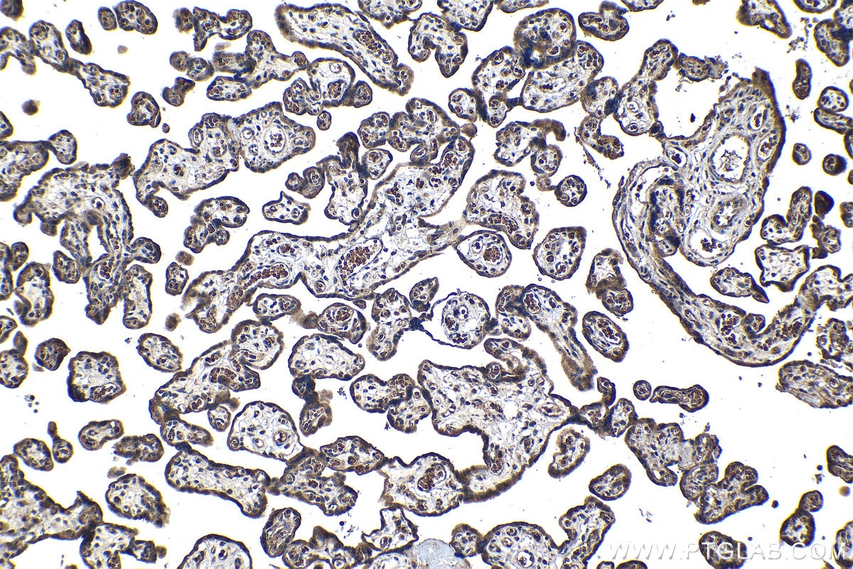 Immunohistochemical analysis of paraffin-embedded human placenta tissue slide using KHC1181 (SPDYC IHC Kit).