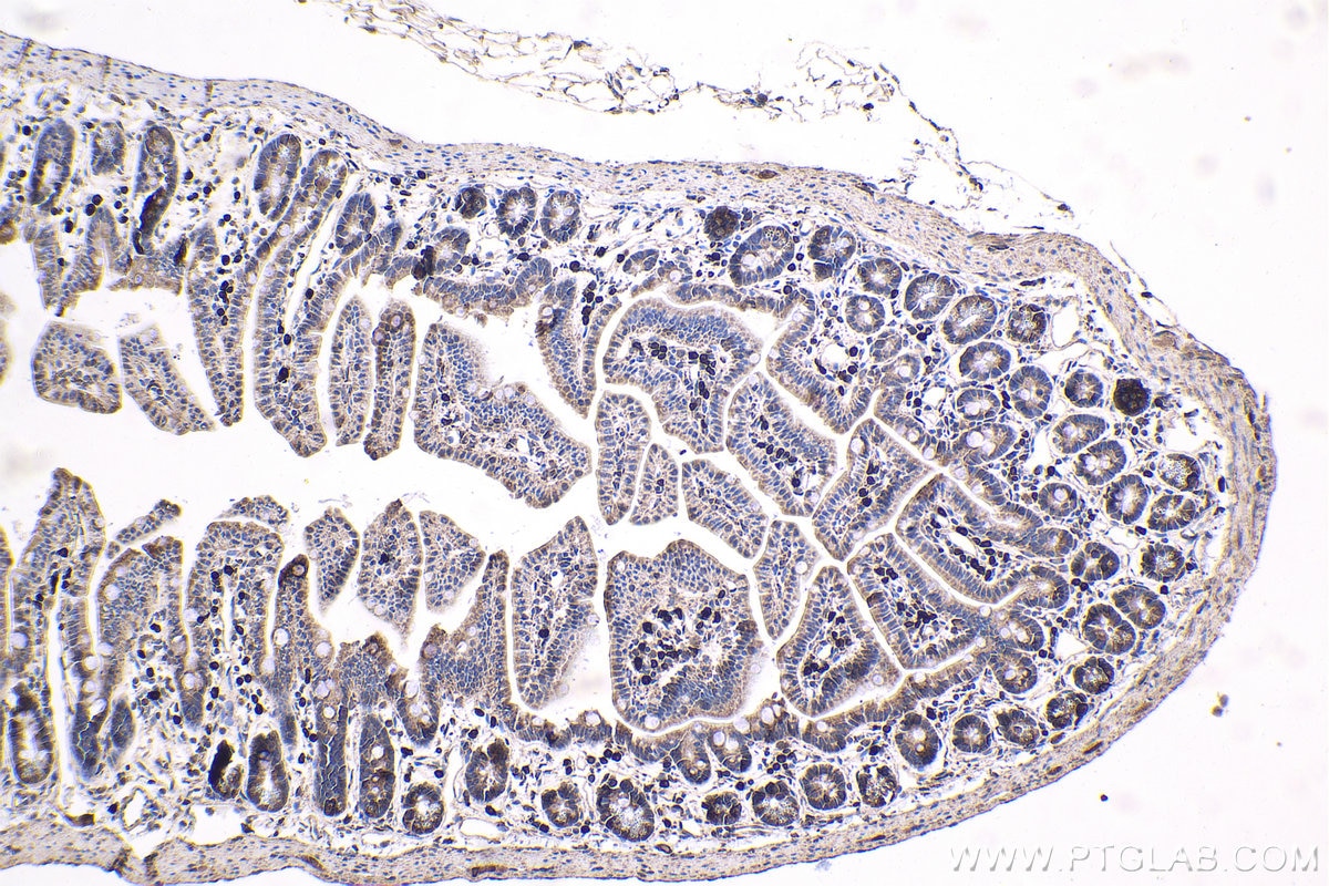 Immunohistochemical analysis of paraffin-embedded mouse small intestine tissue slide using KHC1668 (SPIB IHC Kit).