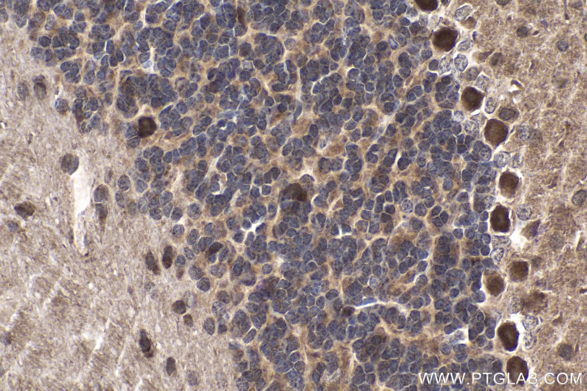 Immunohistochemical analysis of paraffin-embedded mouse cerebellum tissue slide using KHC1668 (SPIB IHC Kit).