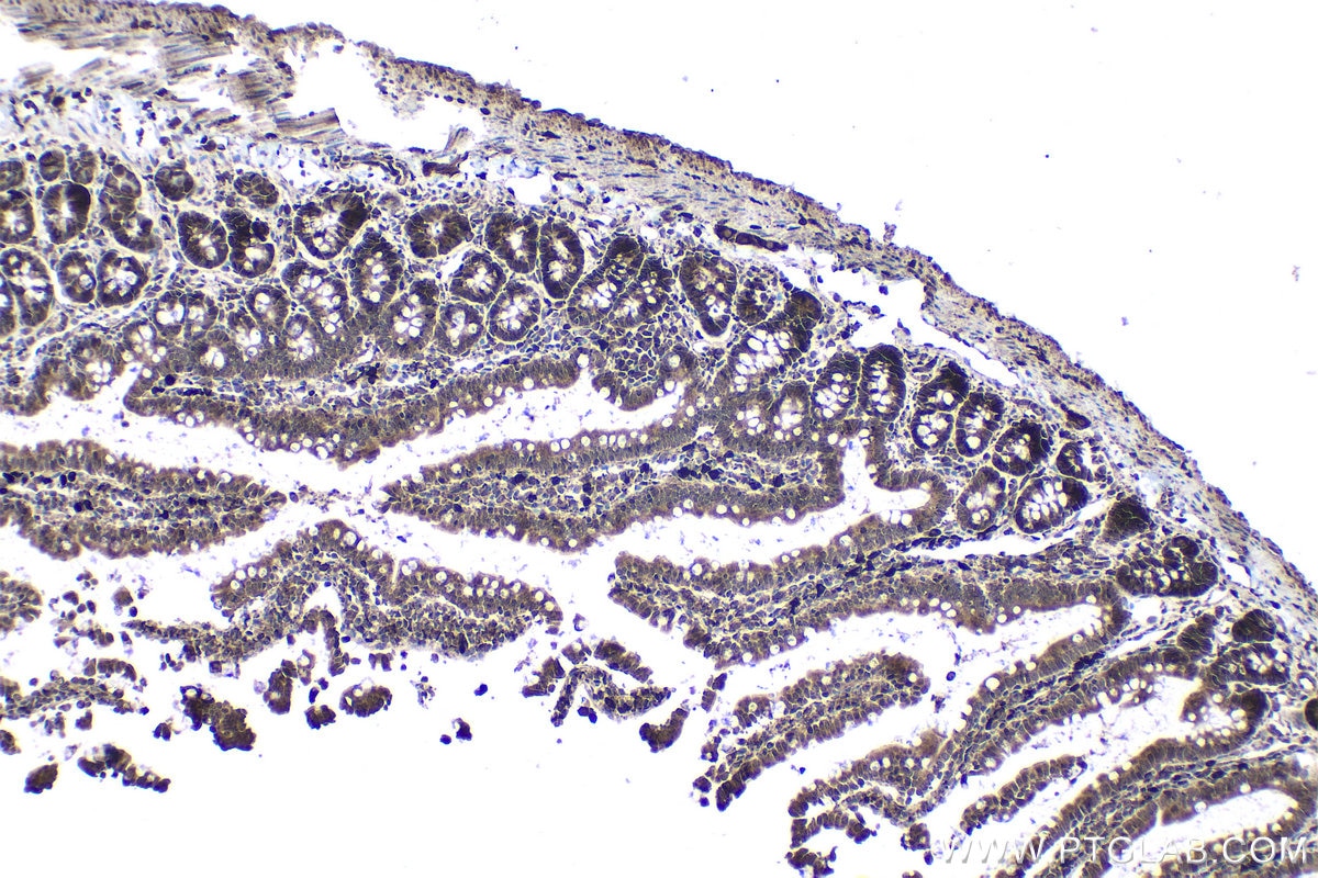 Immunohistochemical analysis of paraffin-embedded rat small intestine tissue slide using KHC1668 (SPIB IHC Kit).