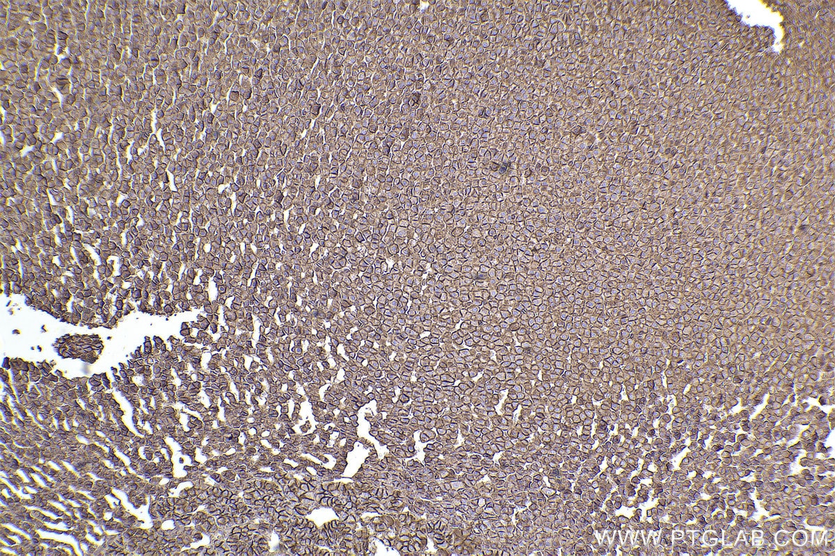 Immunohistochemical analysis of paraffin-embedded rat adrenal gland tissue slide using KHC2442 (SPTAN1 IHC Kit).
