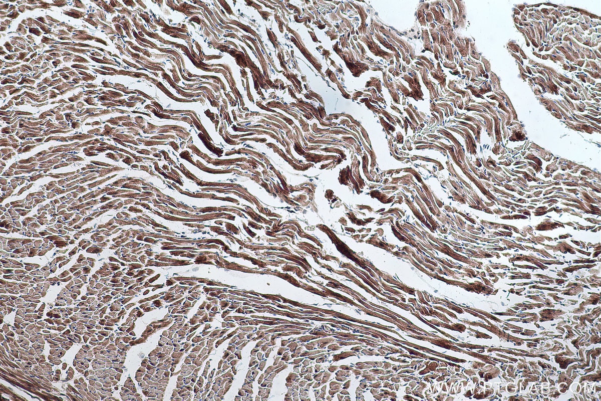 Immunohistochemical analysis of paraffin-embedded mouse heart tissue slide using KHC0301 (SPTB IHC Kit).