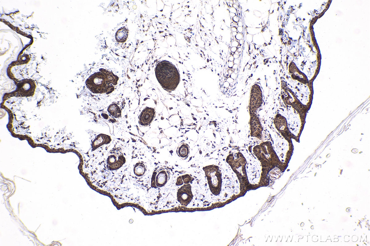 Immunohistochemical analysis of paraffin-embedded rat skin tissue slide using KHC1689 (SREBF2 IHC Kit).