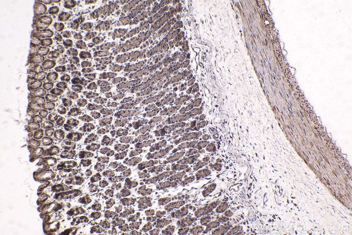 Immunohistochemical analysis of paraffin-embedded rat stomach tissue slide using KHC1689 (SREBF2 IHC Kit).