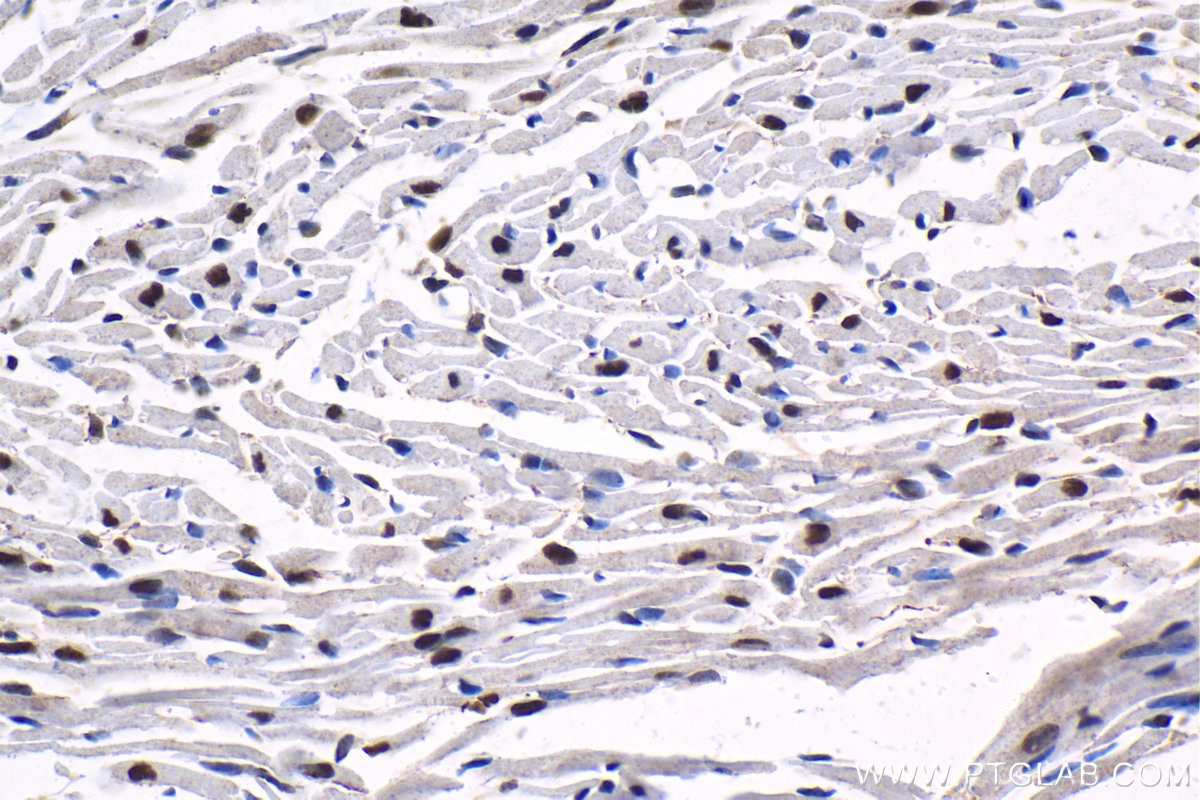 Immunohistochemical analysis of paraffin-embedded mouse heart tissue slide using KHC1526 (SRF IHC Kit).