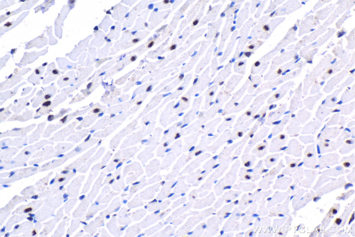Immunohistochemical analysis of paraffin-embedded rat heart tissue slide using KHC1526 (SRF IHC Kit).