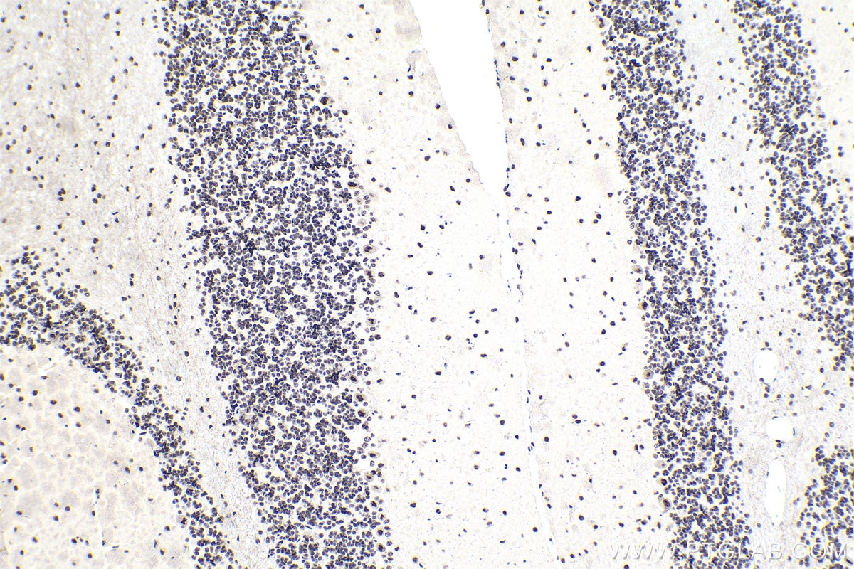 Immunohistochemical analysis of paraffin-embedded rat cerebellum tissue slide using KHC1824 (SRRM1 IHC Kit).