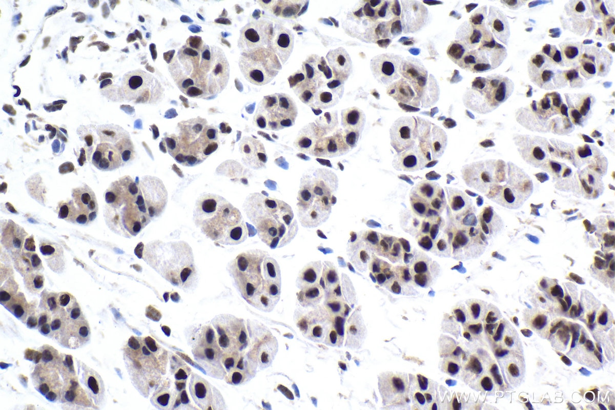 Immunohistochemical analysis of paraffin-embedded mouse stomach tissue slide using KHC1907 (SRRT IHC Kit).