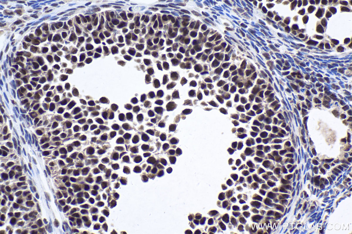Immunohistochemical analysis of paraffin-embedded mouse ovary tissue slide using KHC1907 (SRRT IHC Kit).