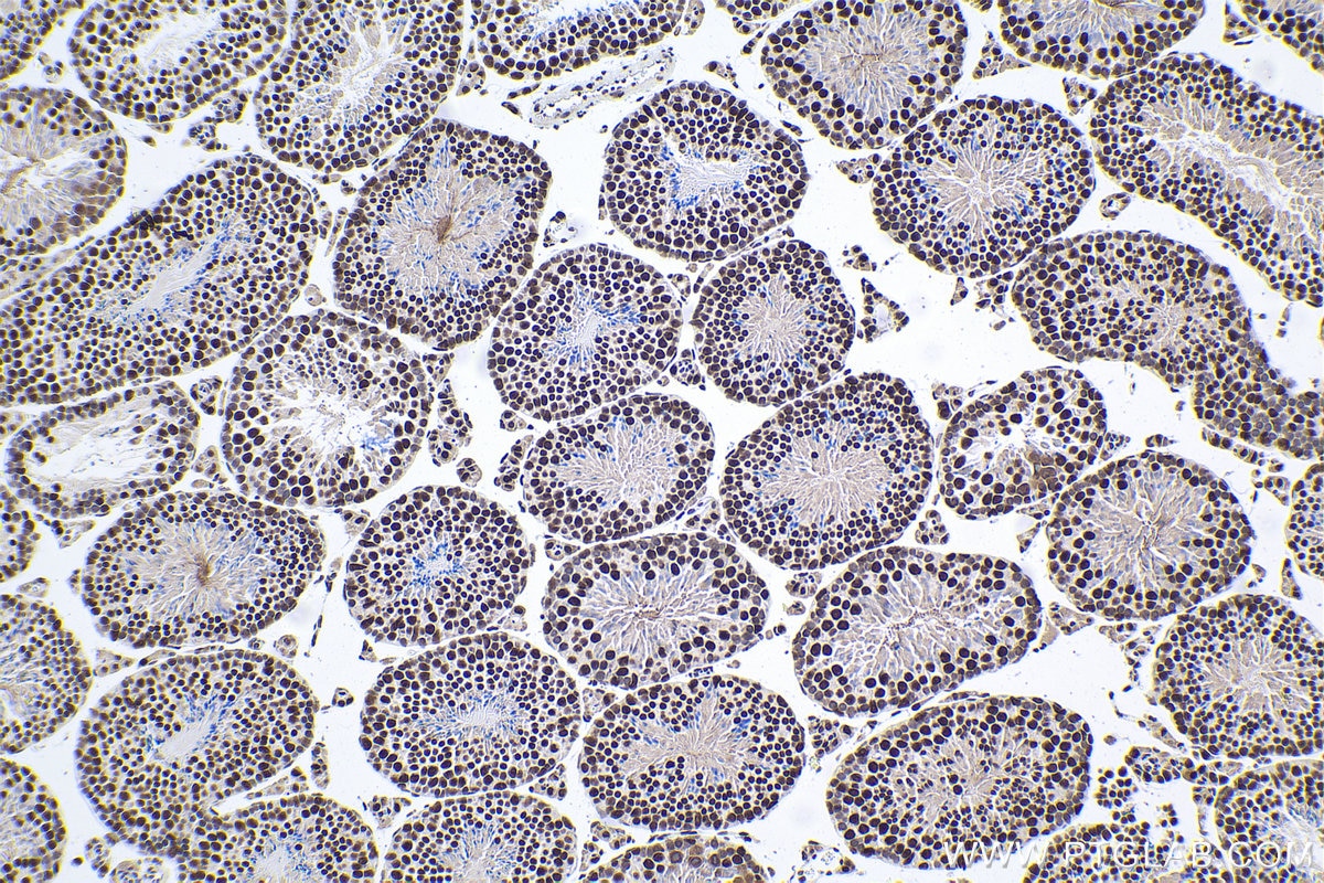 Immunohistochemical analysis of paraffin-embedded mouse testis tissue slide using KHC1907 (SRRT IHC Kit).