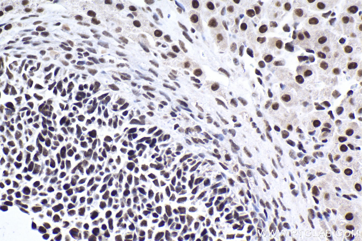 Immunohistochemical analysis of paraffin-embedded rat ovary tissue slide using KHC1907 (SRRT IHC Kit).
