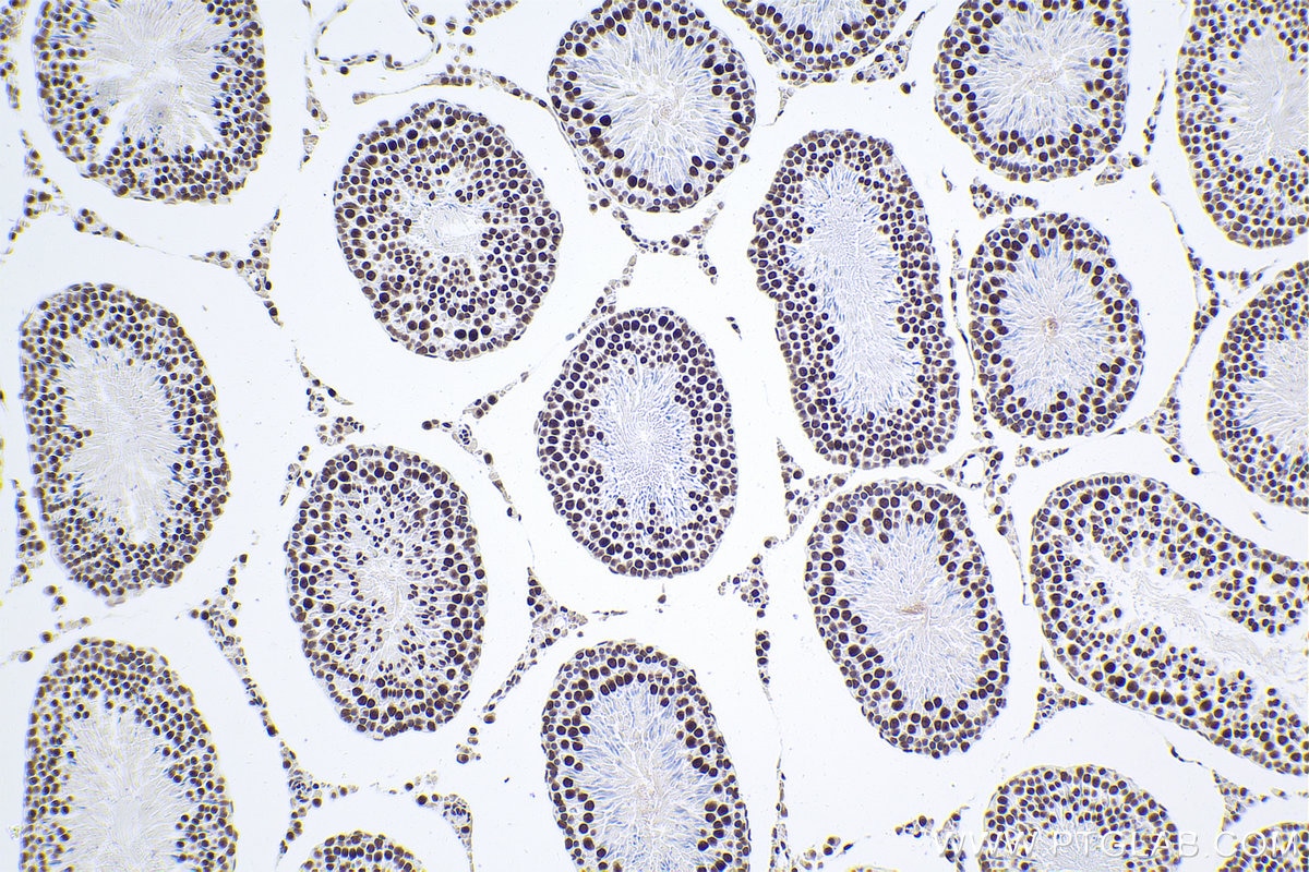 Immunohistochemical analysis of paraffin-embedded rat testis tissue slide using KHC1907 (SRRT IHC Kit).