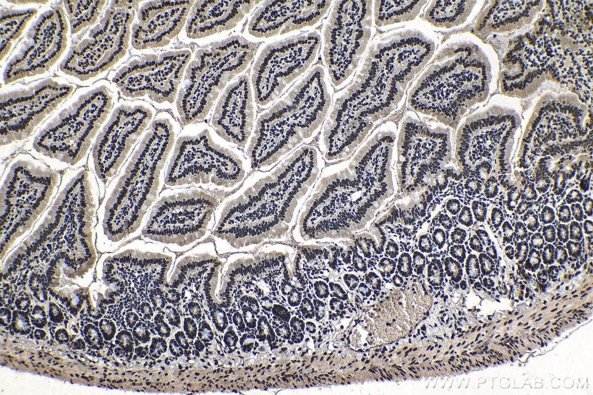 Immunohistochemical analysis of paraffin-embedded mouse small intestine tissue slide using KHC1396 (SRSF1 IHC Kit).