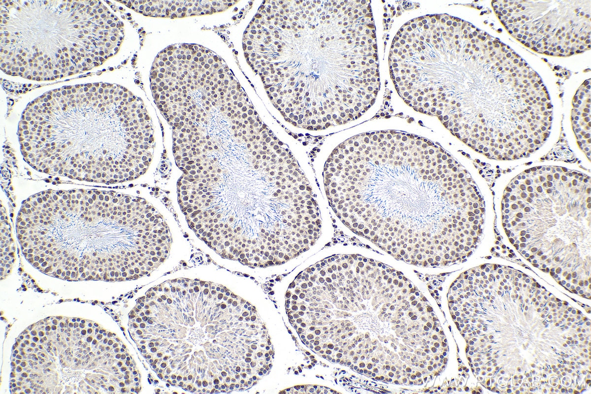 Immunohistochemical analysis of paraffin-embedded rat testis tissue slide using KHC1475 (SRSF10 IHC Kit).