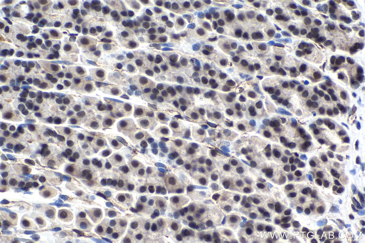 Immunohistochemical analysis of paraffin-embedded rat stomach tissue slide using KHC1475 (SRSF10 IHC Kit).