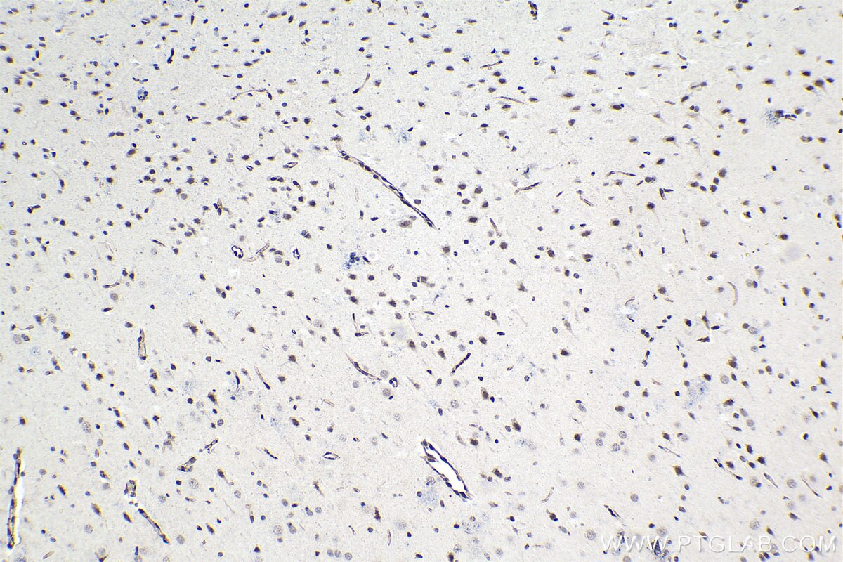 Immunohistochemical analysis of paraffin-embedded rat brain tissue slide using KHC1475 (SRSF10 IHC Kit).