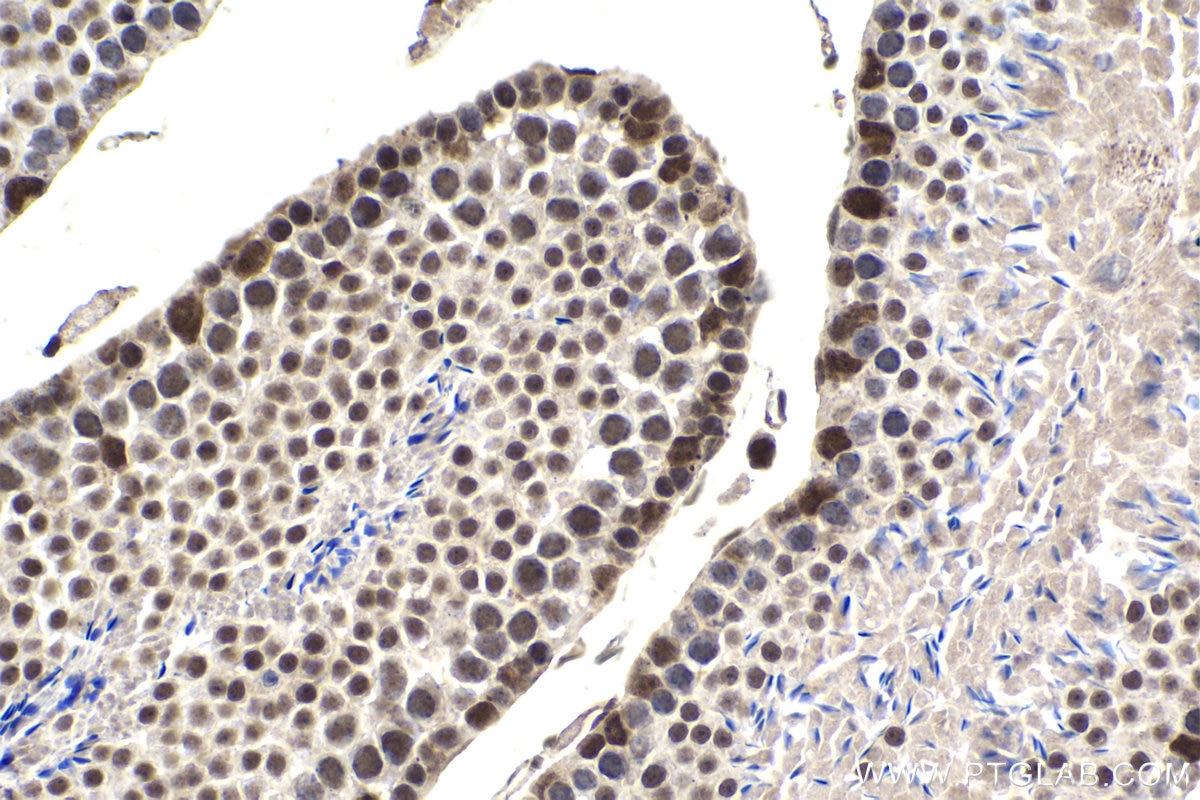 Immunohistochemical analysis of paraffin-embedded mouse testis tissue slide using KHC1475 (SRSF10 IHC Kit).