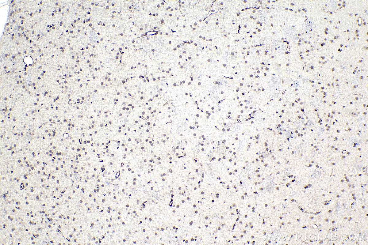 Immunohistochemical analysis of paraffin-embedded mouse brain tissue slide using KHC1475 (SRSF10 IHC Kit).