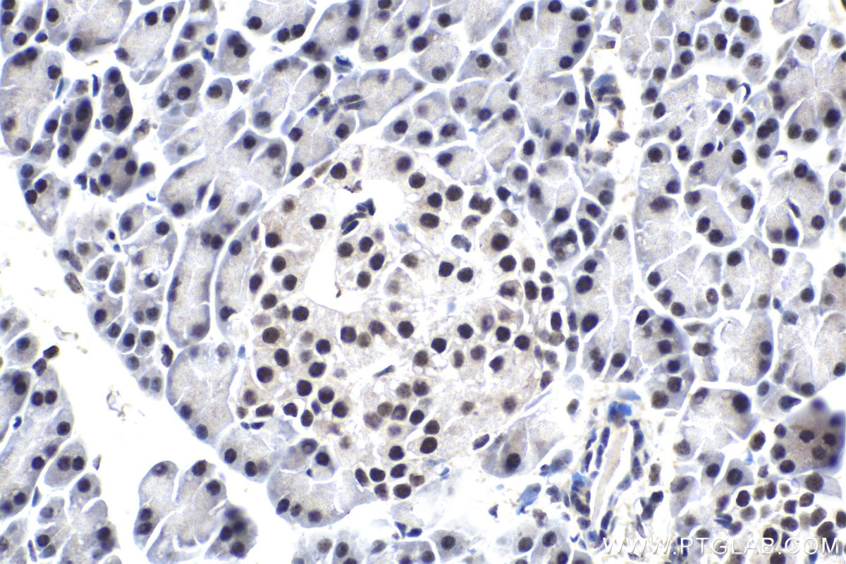 Immunohistochemical analysis of paraffin-embedded rat pancreas tissue slide using KHC1708 (SRSF5/SFRS5 IHC Kit).
