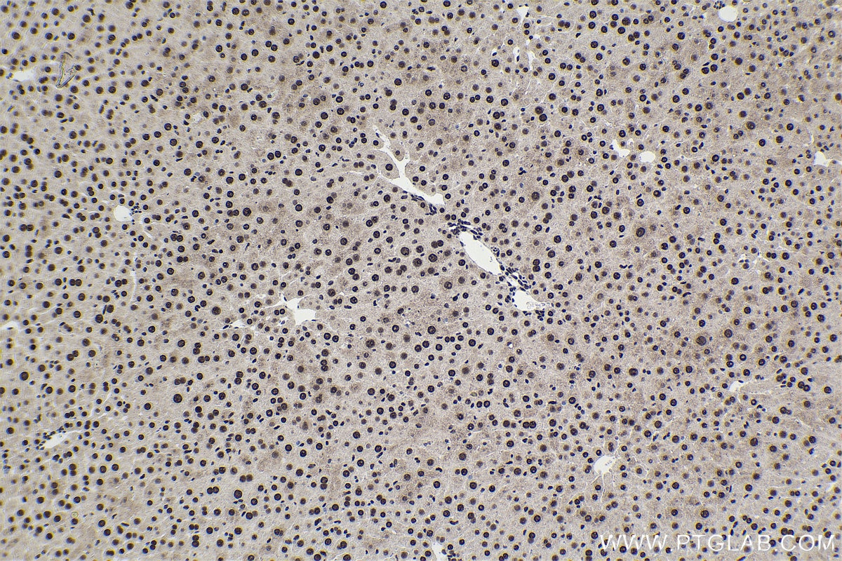 Immunohistochemical analysis of paraffin-embedded mouse liver tissue slide using KHC1762 (SRSF7/SFRS7 IHC Kit).