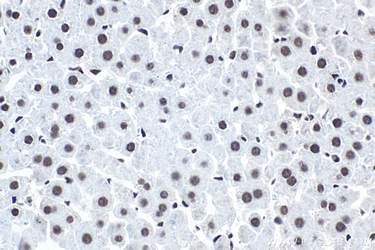 Immunohistochemical analysis of paraffin-embedded rat liver tissue slide using KHC1762 (SRSF7/SFRS7 IHC Kit).