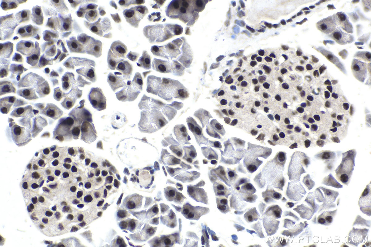 Immunohistochemical analysis of paraffin-embedded mouse pancreas tissue slide using KHC1762 (SRSF7/SFRS7 IHC Kit).