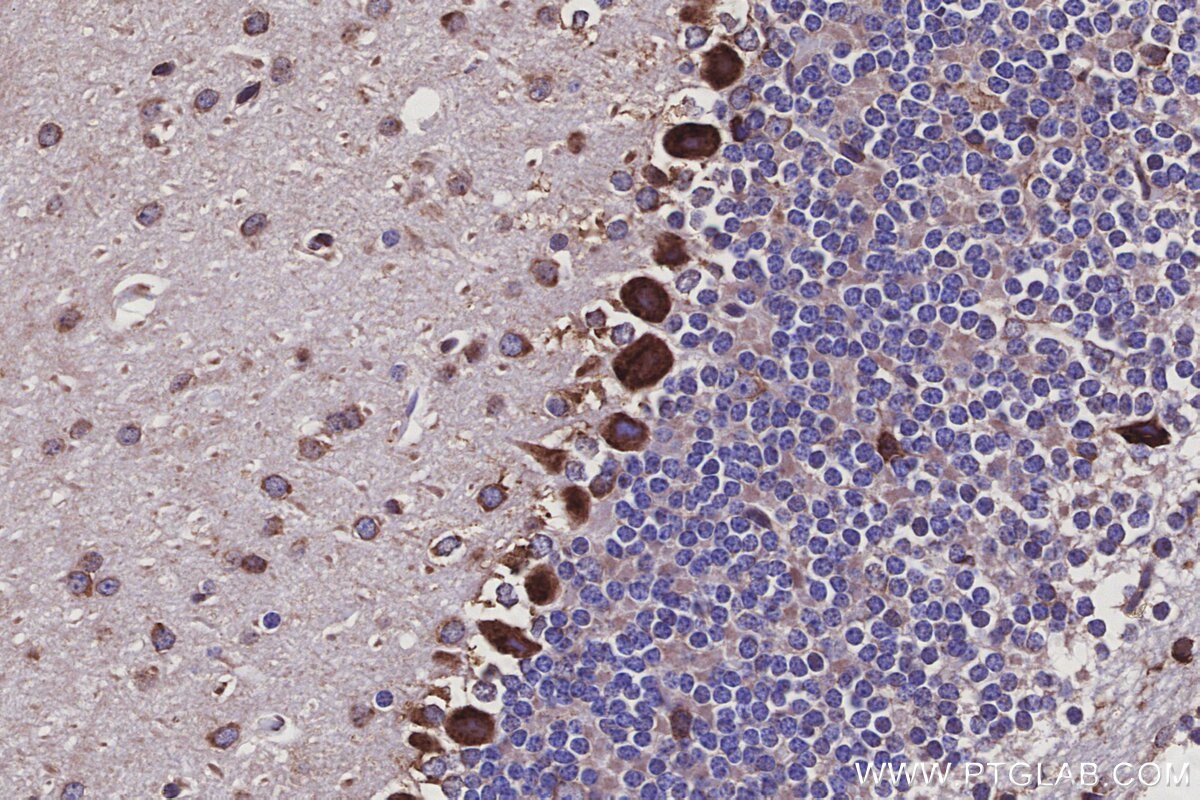 Immunohistochemical analysis of paraffin-embedded mouse cerebellum tissue slide using KHC3121 (SSR3 IHC Kit).