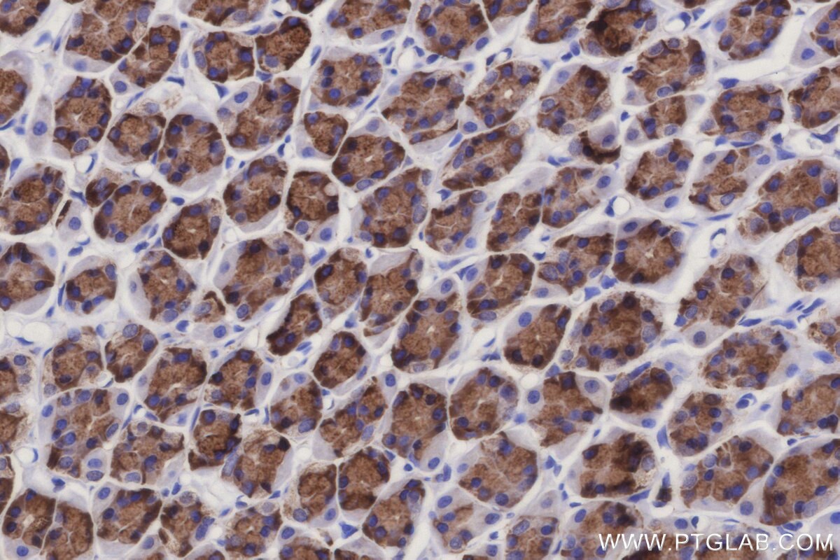 Immunohistochemical analysis of paraffin-embedded rat stomach tissue slide using KHC3121 (SSR3 IHC Kit).