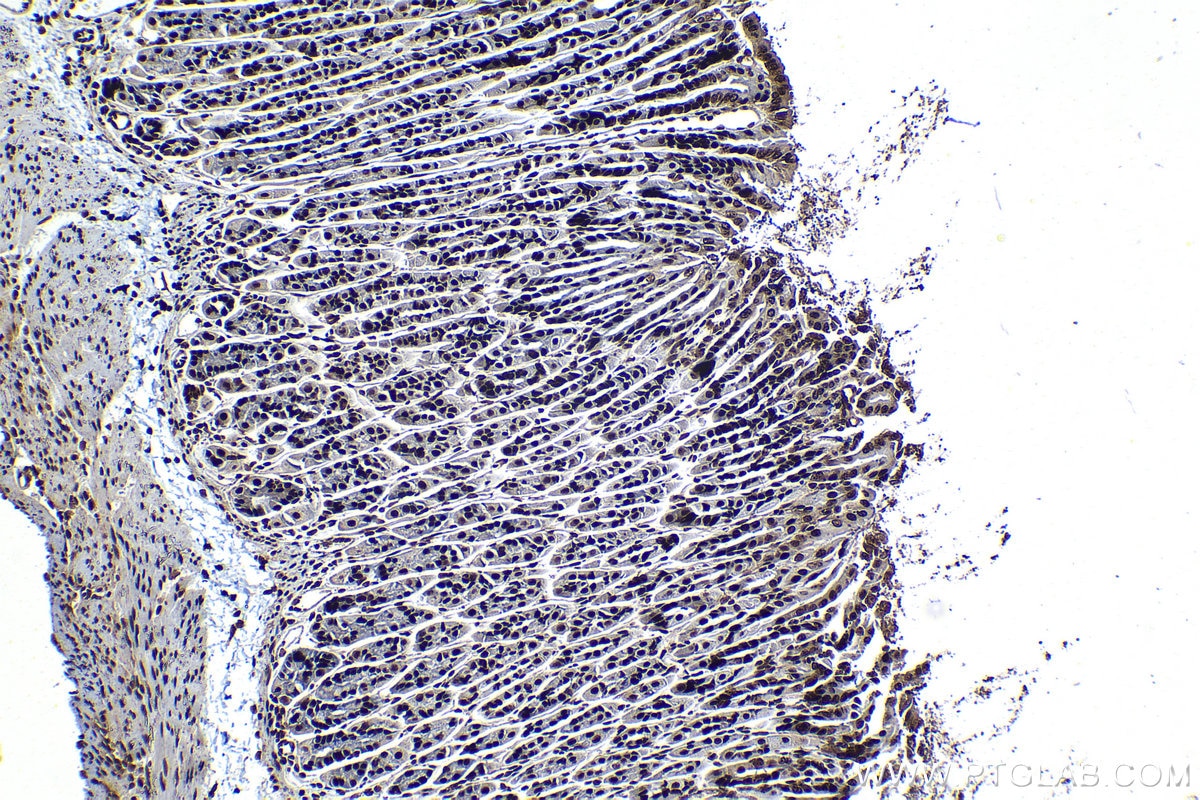 Immunohistochemical analysis of paraffin-embedded mouse stomach tissue slide using KHC1319 (SSRP1 IHC Kit).
