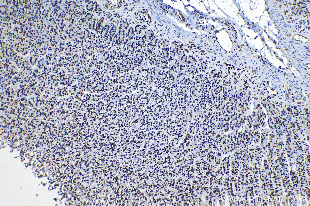 Immunohistochemical analysis of paraffin-embedded rat stomach tissue slide using KHC1319 (SSRP1 IHC Kit).