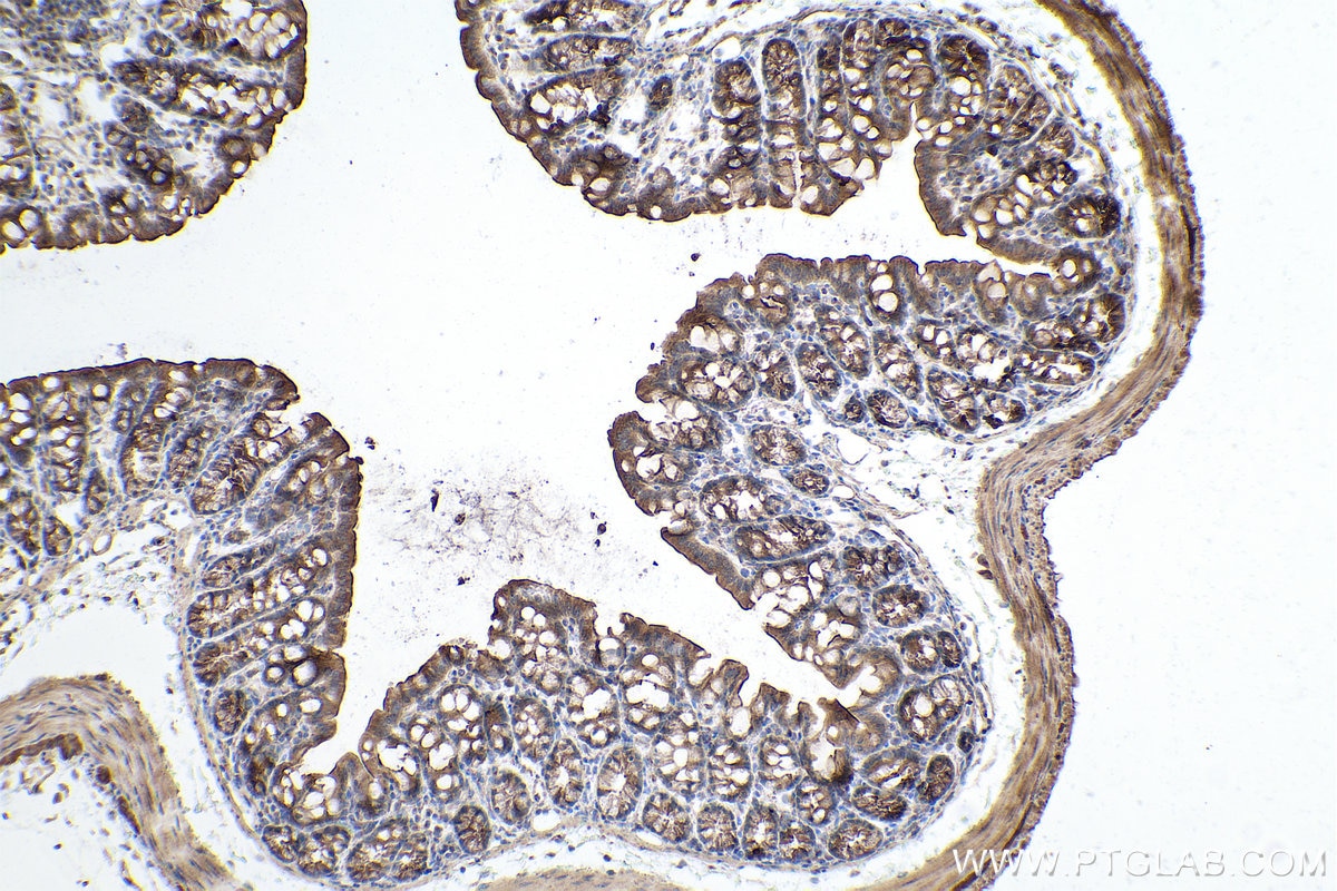 Immunohistochemical analysis of paraffin-embedded mouse colon tissue slide using KHC0849 (ST13 IHC Kit).