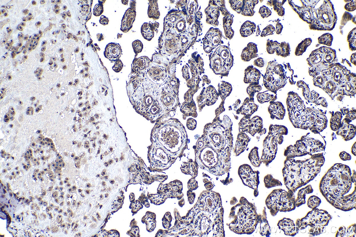 Immunohistochemical analysis of paraffin-embedded human placenta tissue slide using KHC1150 (STAB1 IHC Kit).