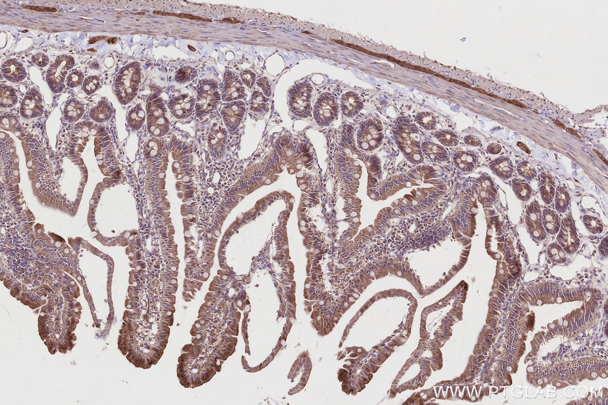 Immunohistochemical analysis of paraffin-embedded rat small intestine tissue slide using KHC2754 (STAM IHC Kit).