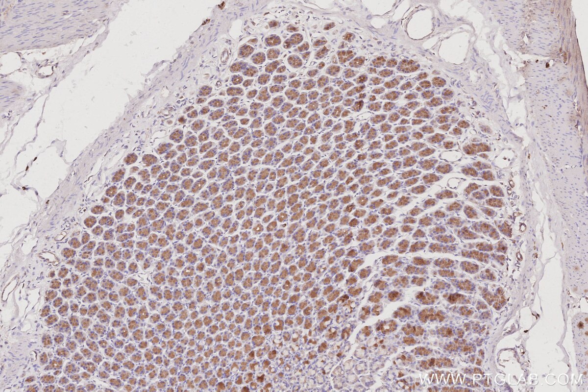 Immunohistochemical analysis of paraffin-embedded rat stomach tissue slide using KHC3065 (STARD13 IHC Kit).