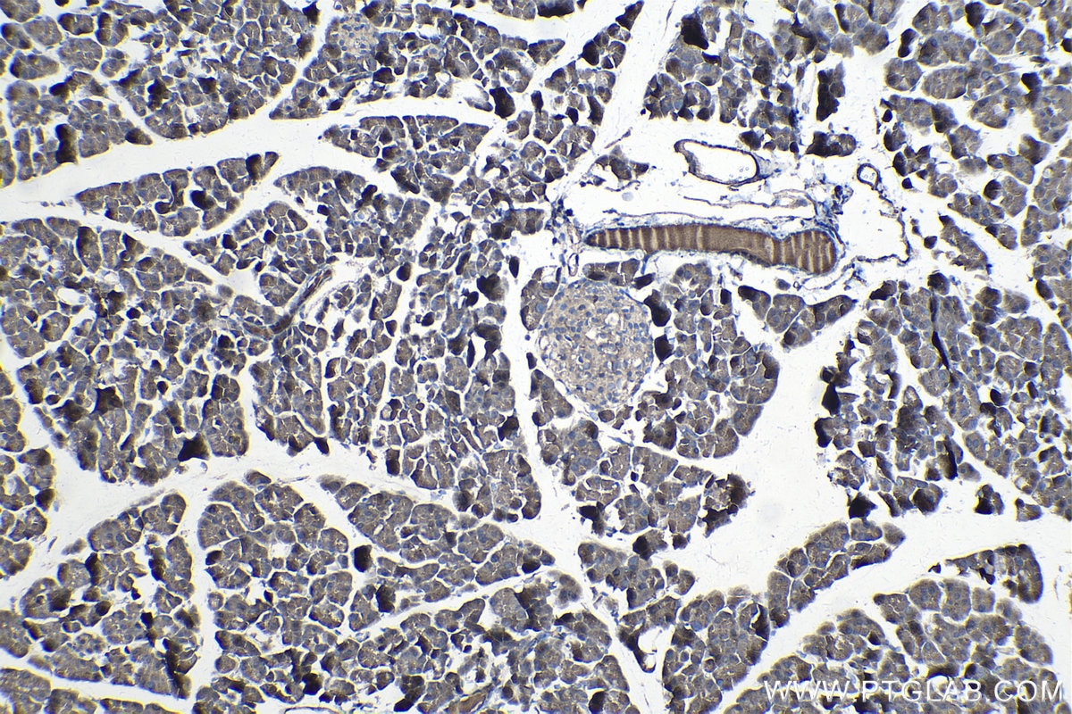 Immunohistochemical analysis of paraffin-embedded mouse pancreas tissue slide using KHC0985 (STAU1 IHC Kit).