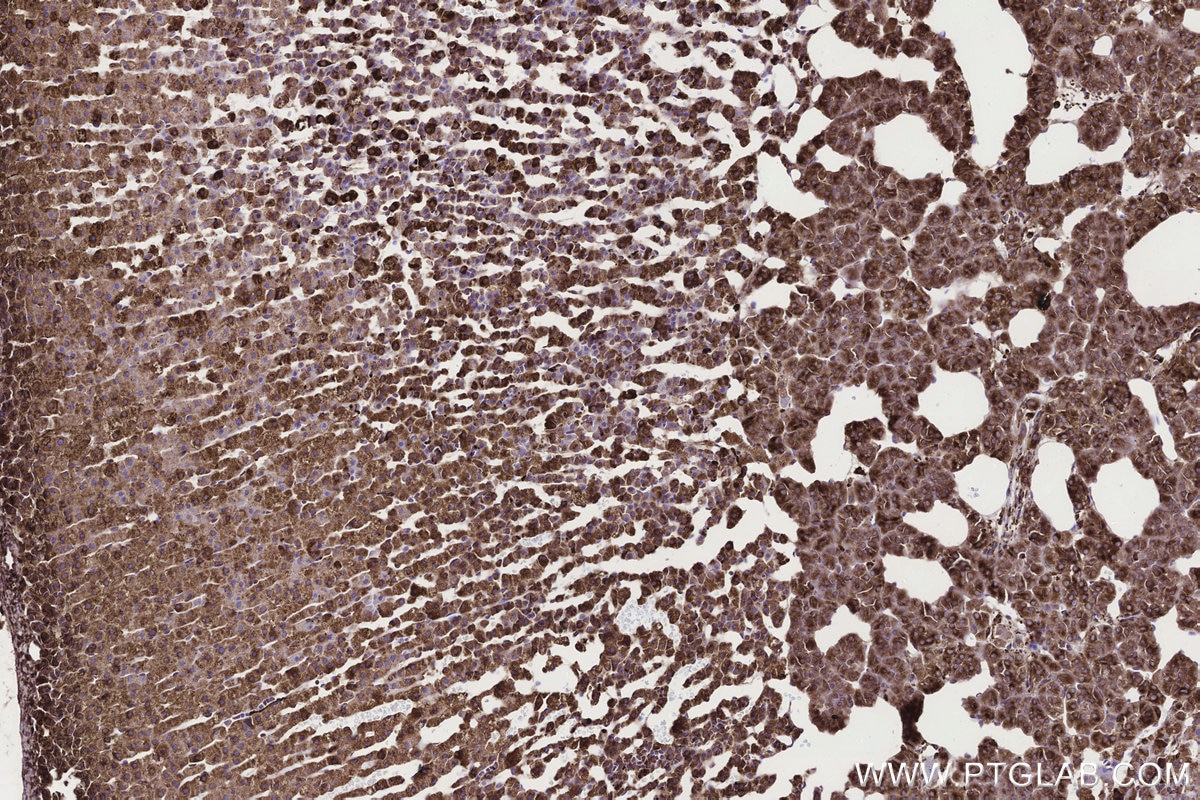 Immunohistochemical analysis of paraffin-embedded rat adrenal gland tissue slide using KHC3300 (STEAP2 IHC Kit).