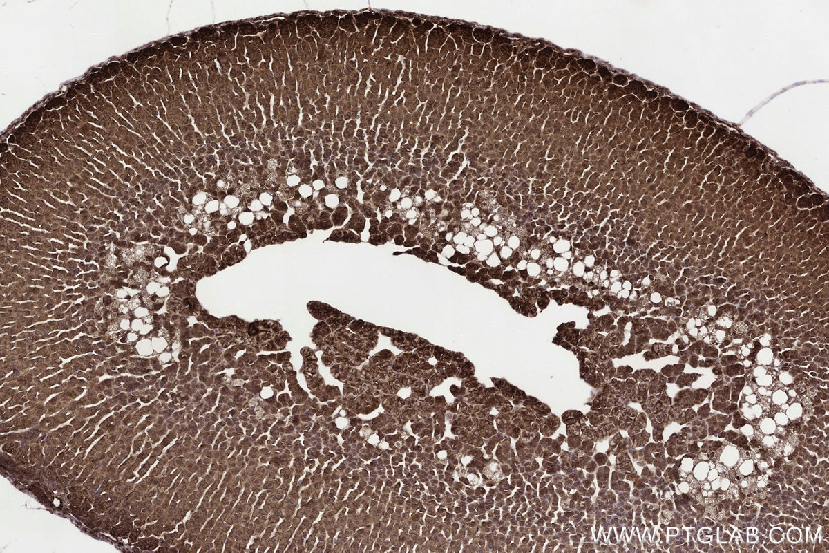 Immunohistochemical analysis of paraffin-embedded mouse adrenal gland tissue slide using KHC3300 (STEAP2 IHC Kit).