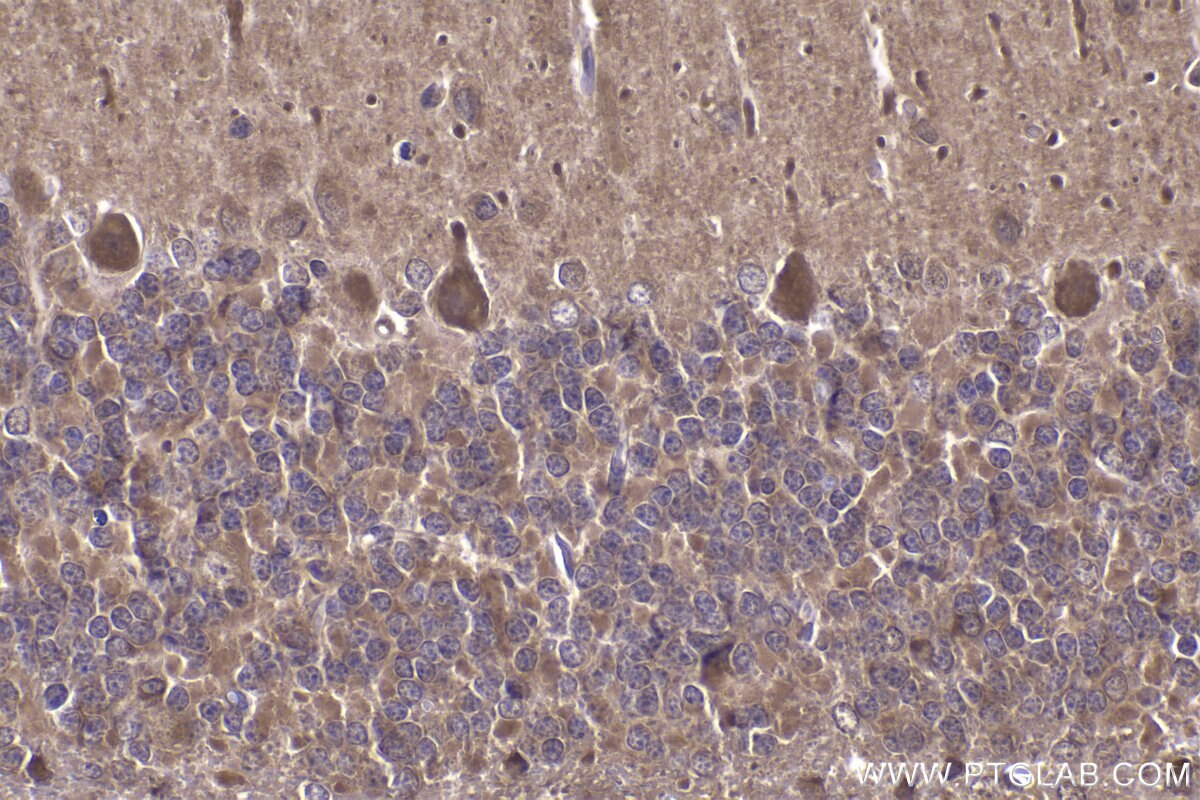 Immunohistochemical analysis of paraffin-embedded rat cerebellum tissue slide using KHC2237 (STIP1 IHC Kit).