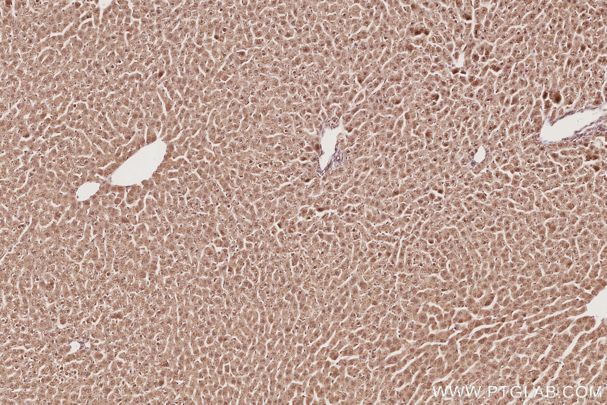 Immunohistochemical analysis of paraffin-embedded rat liver tissue slide using KHC2895 (STRADB IHC Kit).