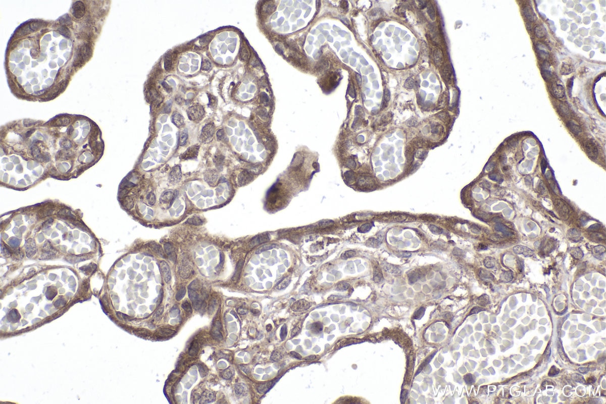 Immunohistochemical analysis of paraffin-embedded human placenta tissue slide using KHC2020 (STRAP IHC Kit).