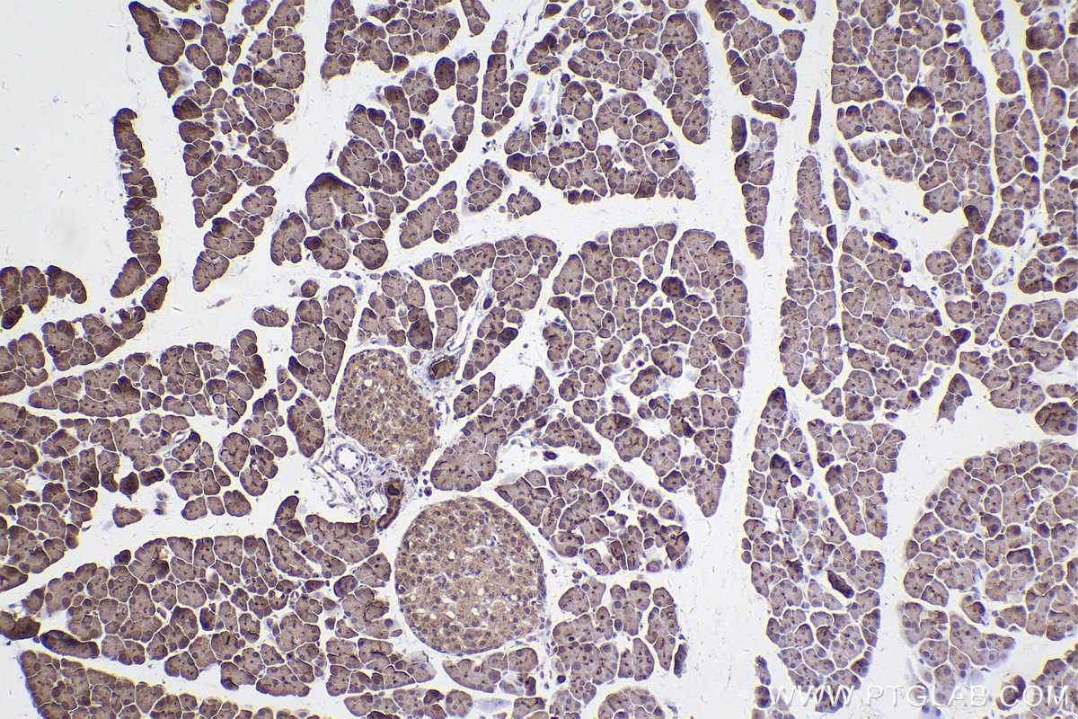 Immunohistochemical analysis of paraffin-embedded mouse pancreas tissue slide using KHC2422 (STX5 IHC Kit).