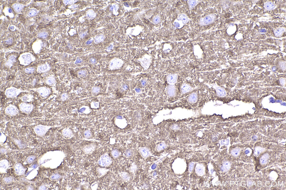 Immunohistochemical analysis of paraffin-embedded mouse brain tissue slide using KHC2341 (STXBP1 IHC Kit).
