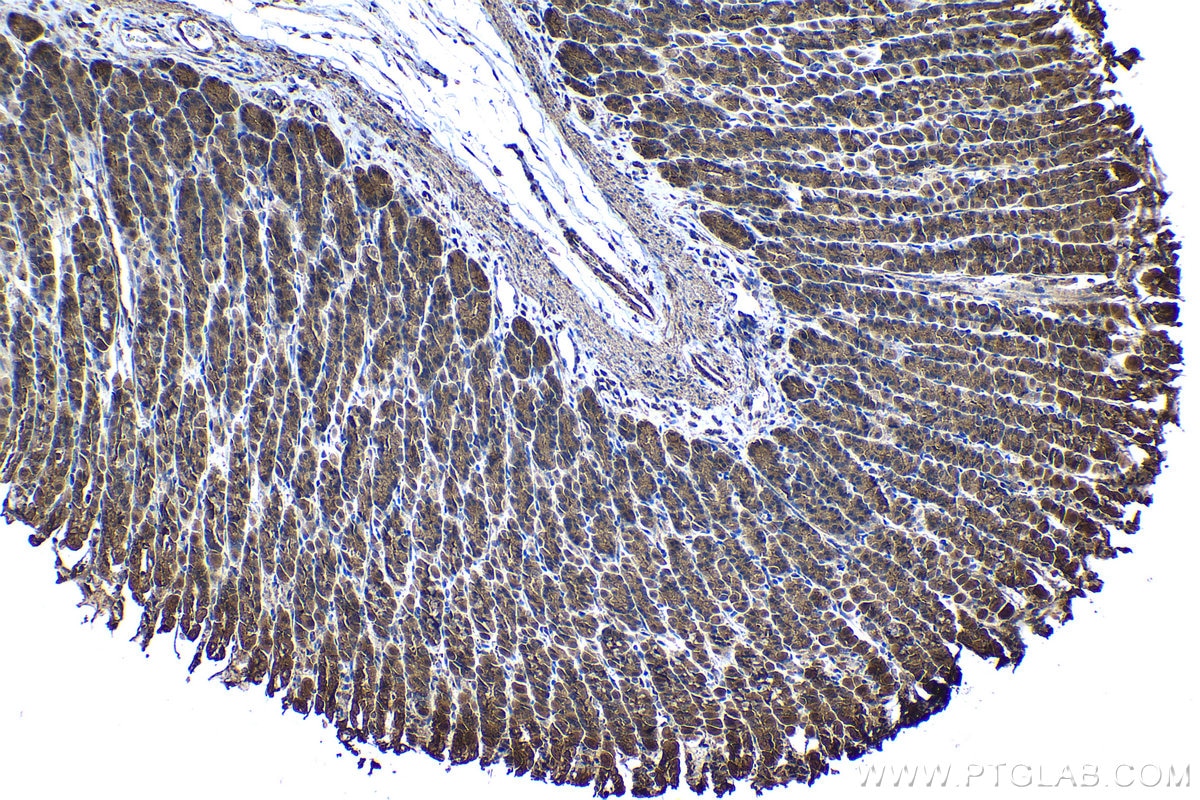 Immunohistochemical analysis of paraffin-embedded rat stomach tissue slide using KHC1231 (SULF2 IHC Kit).