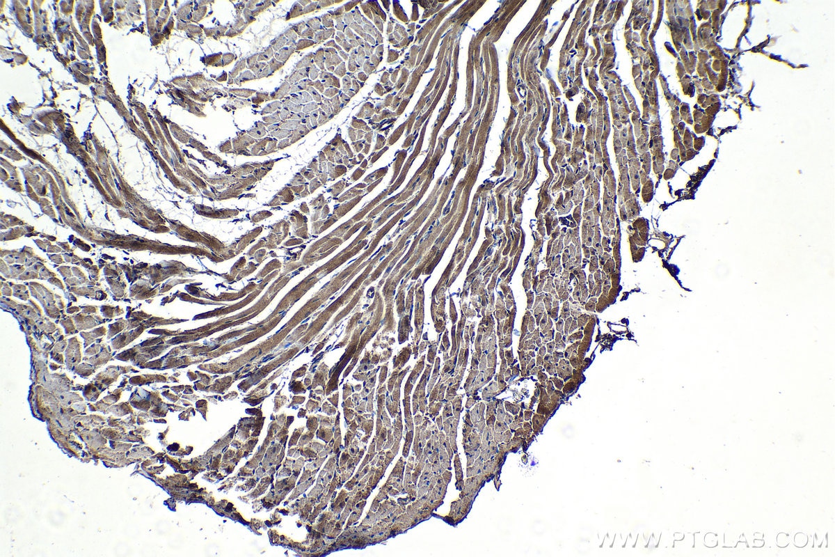 Immunohistochemical analysis of paraffin-embedded rat heart tissue slide using KHC1231 (SULF2 IHC Kit).