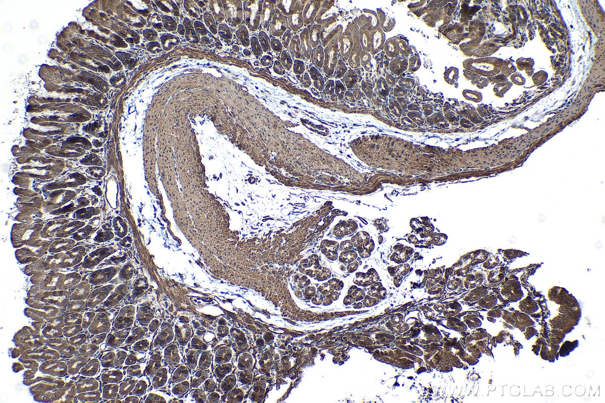 Immunohistochemical analysis of paraffin-embedded mouse stomach tissue slide using KHC1231 (SULF2 IHC Kit).