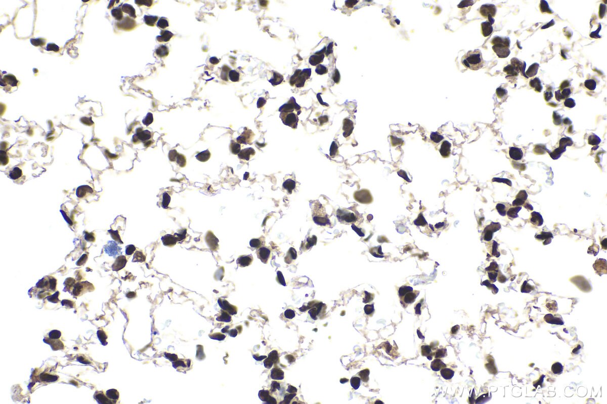 Immunohistochemical analysis of paraffin-embedded rat lung tissue slide using KHC1649 (SUMO1 IHC Kit).