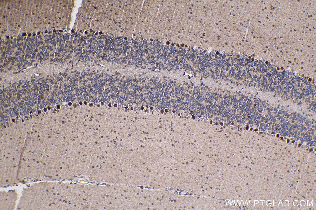 Immunohistochemical analysis of paraffin-embedded mouse cerebellum tissue slide using KHC1836 (SUPT20H/FAM48A IHC Kit).