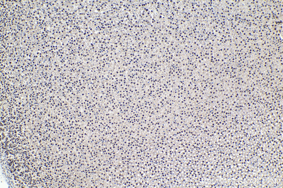Immunohistochemical analysis of paraffin-embedded rat adrenal gland tissue slide using KHC1485 (SUPT7L IHC Kit).